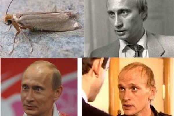 Кракен тор это